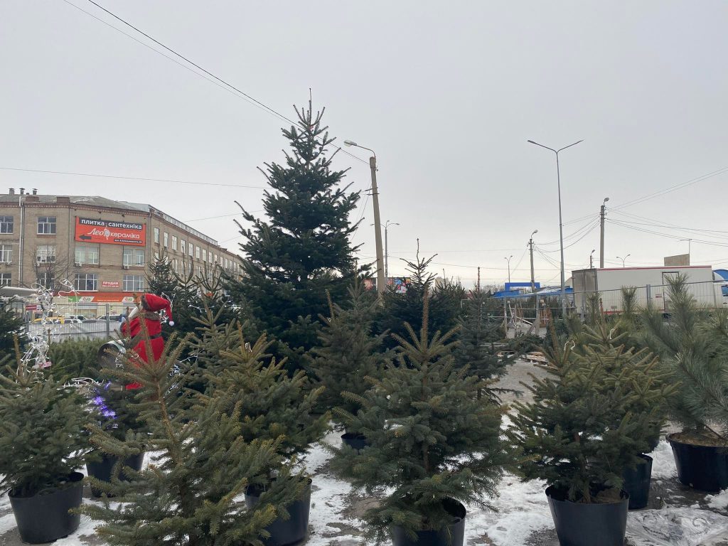 На рынках Харькова проверяют елки