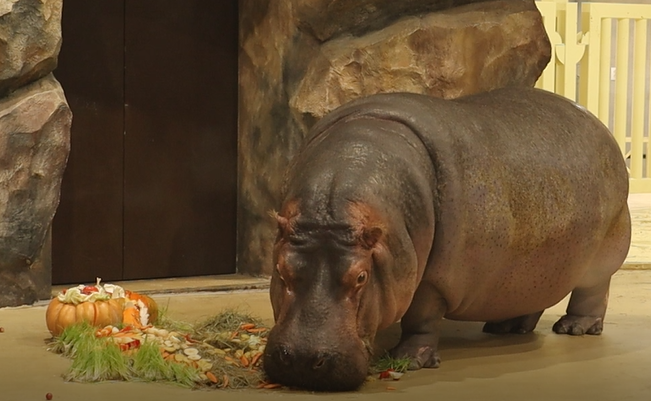 Фруктово-овощной торт и аниматоры: в зоопарке отметили день рождения бегемотихи Степаниды