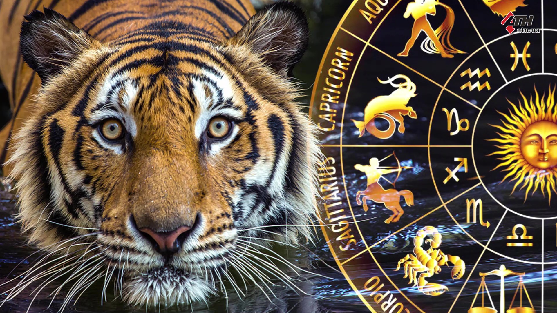 Год тигра 2025. 2022 Год черный водяной тигр. Год тигра 2022. Новый год тигра. Тигр знак зодиака.