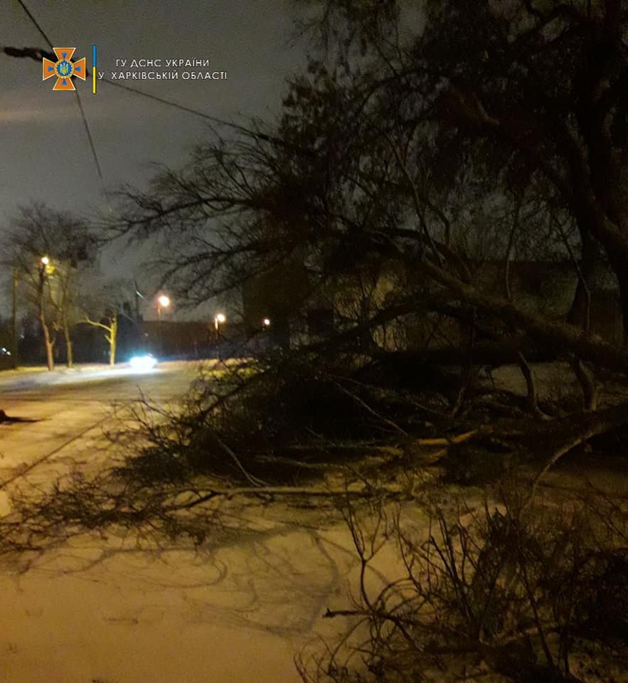 В центре Харькова поваленное ветром дерево перекрыло въезд в роддом