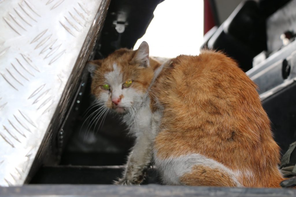 Спасать котиков. Кот. Спасли кота. Кот кiт. Харьковские пожарные спасли рыженького котика.