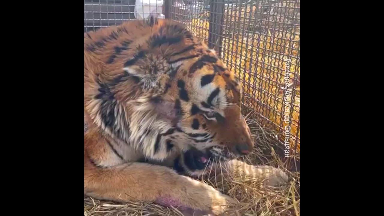В Екопарку Харкова залишається 18-річний тигр, якого не змогли евакуювати