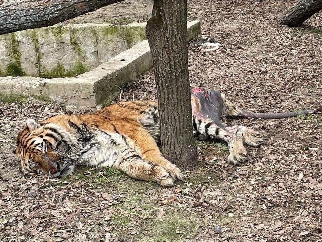 В харківському Екопарку залишили помирати тигра, – зоозахисники