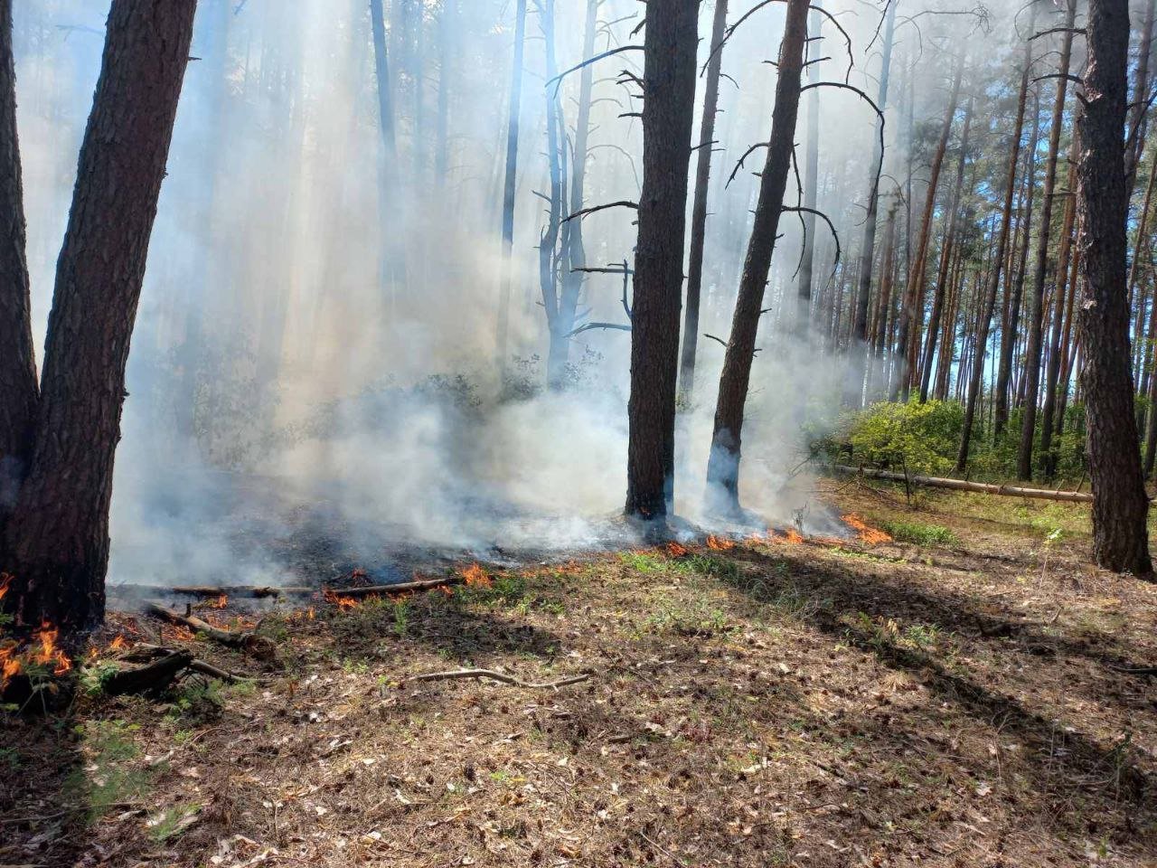 В Ізюмському районі через обстріли загорівся ліс