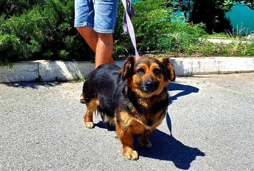 Військові привезли до харківського притулку для тварин двох собак із села Перемога, де точаться бої.