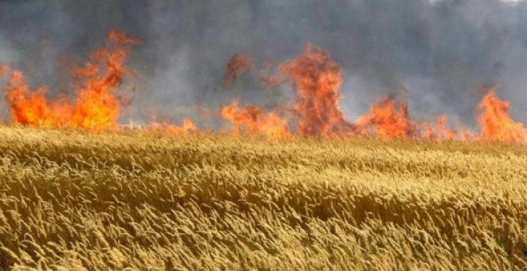 Рашисти намагаються спалити новий врожай зернових в Україні
