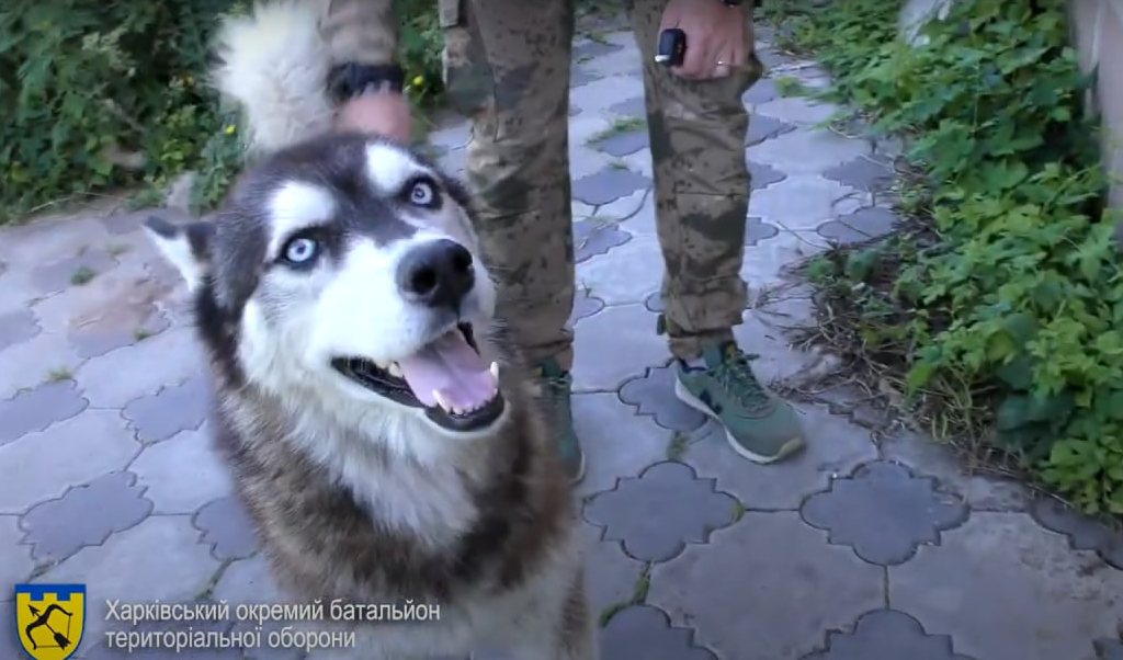 В Харківському окремому батальйоні ТрО з’явилася посада «бойовий собака»