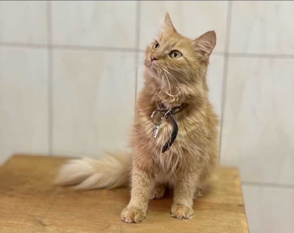 Харківський притулок для тварин терміново шукає хазяїв для 100 котів