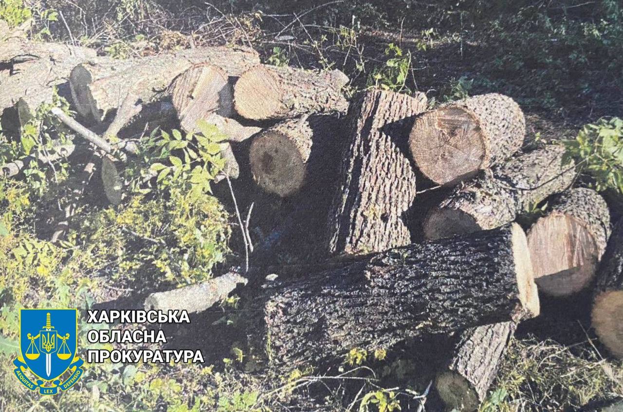 На Богодуховщині оголошено підозру за вирубку лісосмуг