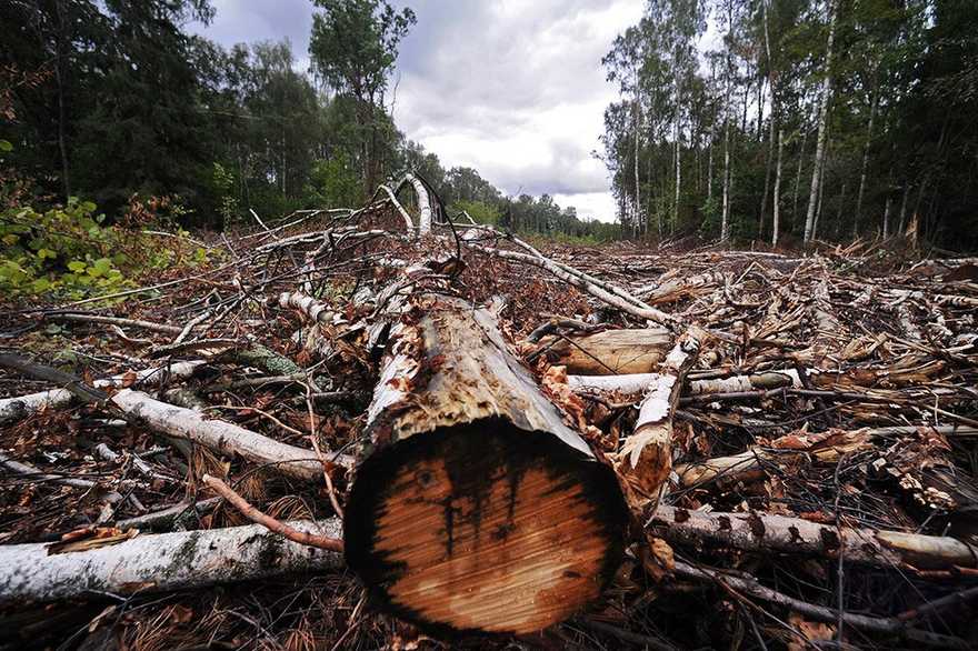 У Харківській області не вистачає дров: планують вирубувати ліси