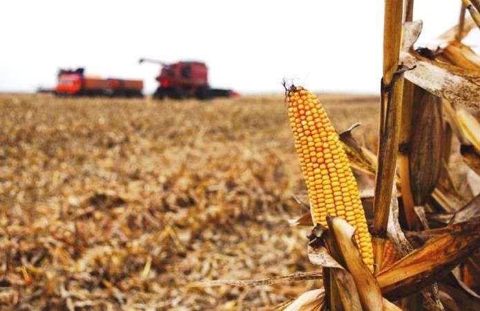 Харків’яни залишили кукурудзу у полі, як й частину соняшника – збирати невигідно