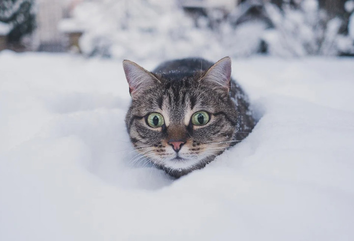 Синоптики спрогнозували, коли в Україні випаде перший сніг