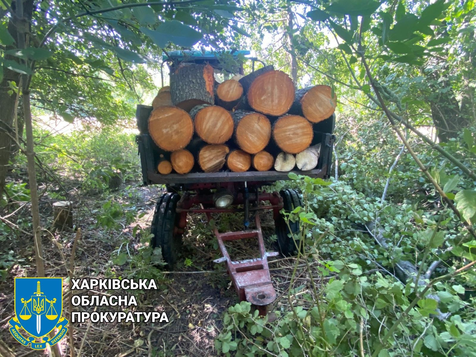 На Харківщині судитимуть “чорного лісоруба”