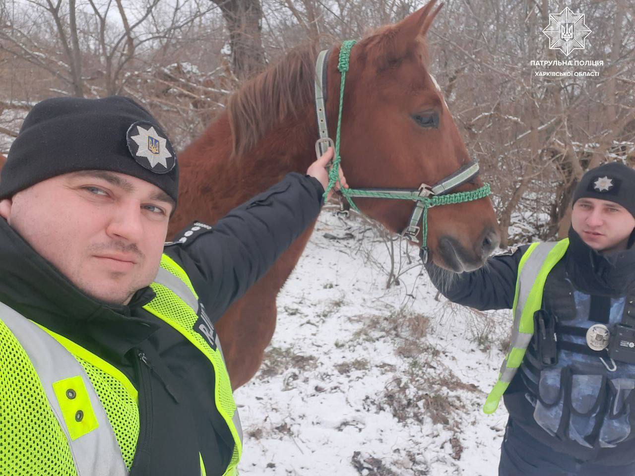 Втік з конюшні: харківські патрульні повернули коня власниці