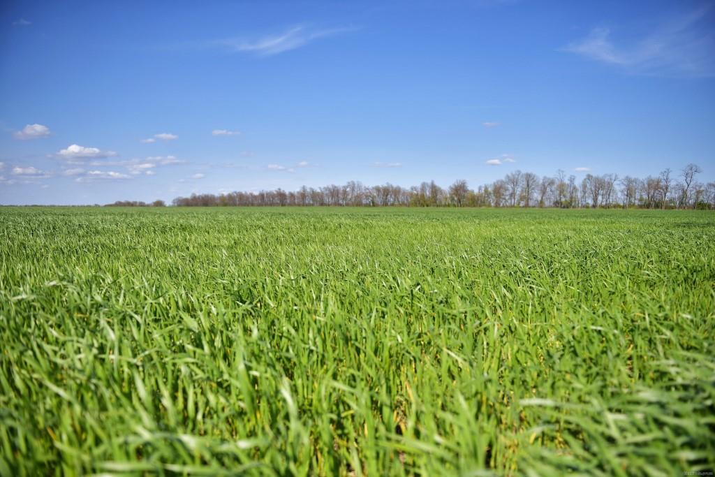 Аграрії Харківщини засіяли 56 тисяч гектарів полів