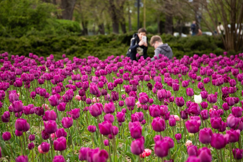 Кожна школа може отримати 10 тисяч цибулин голландських тюльпанів: спецпроєкт з озеленення