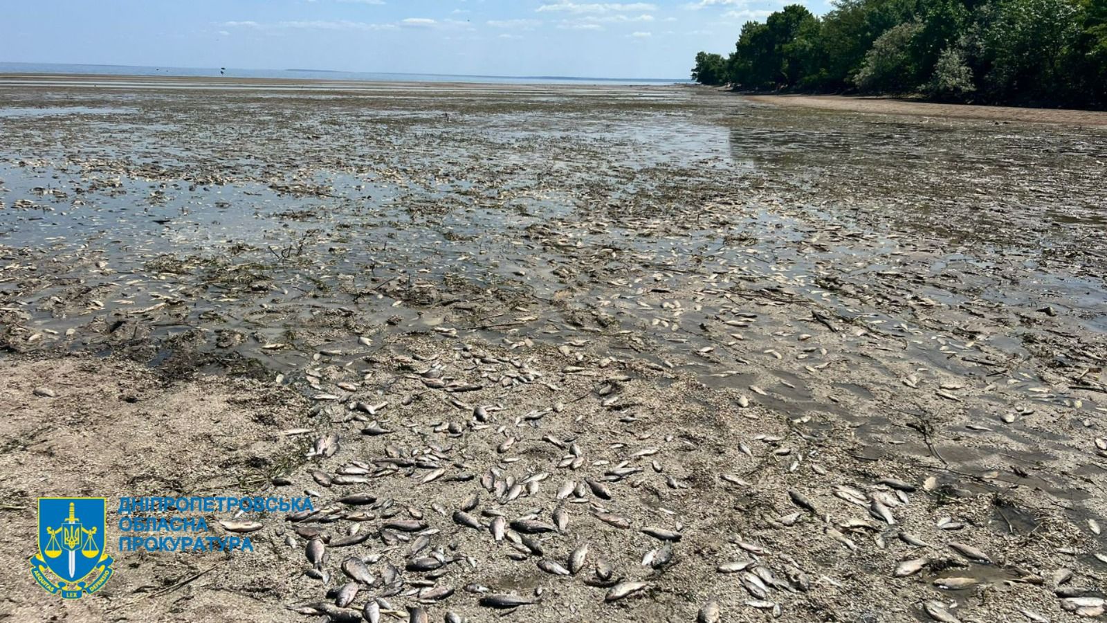 На Дніпропетровщині масово гине риба через руйнування дамби: розпочато розслідування за фактом екоциду