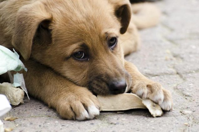 Яка ціна на вилов безпритульної собаки у Харкові?