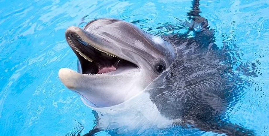 На пляжах Японії дельфіни нападають на людей