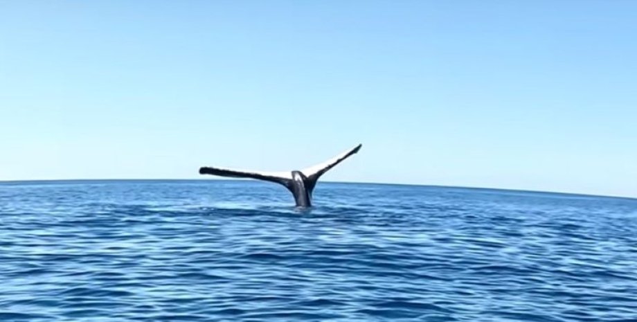 В Австралії зняли рідкісні кадри кита, що стоїть на голові