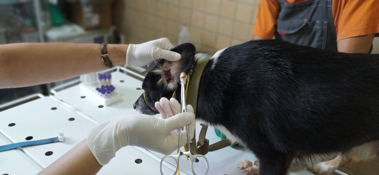 Знущання з собак на Харківщині: ветеринари розповіли про стан врятованих тварин