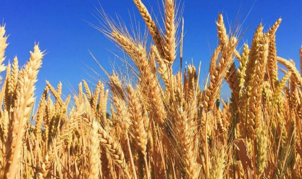 На вимогу Єврокомісії Україна змінила правила експорту зерна