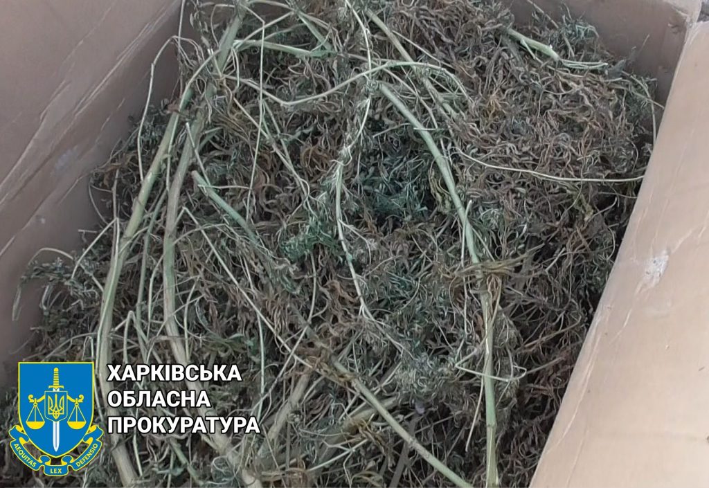 5 років за ґратами проведе мешканець Харківщини, який вирощував нарковмісні рослини