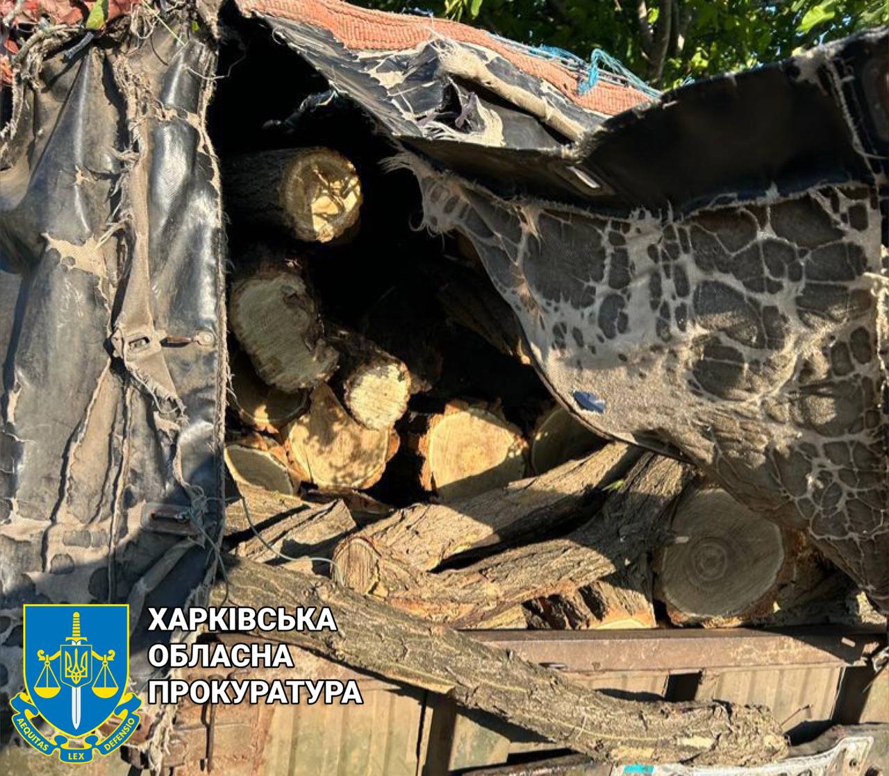 На Харківщині двоє чорних лісорубів напиляли дерев на пів мільйона гривень та побили майстра лісу