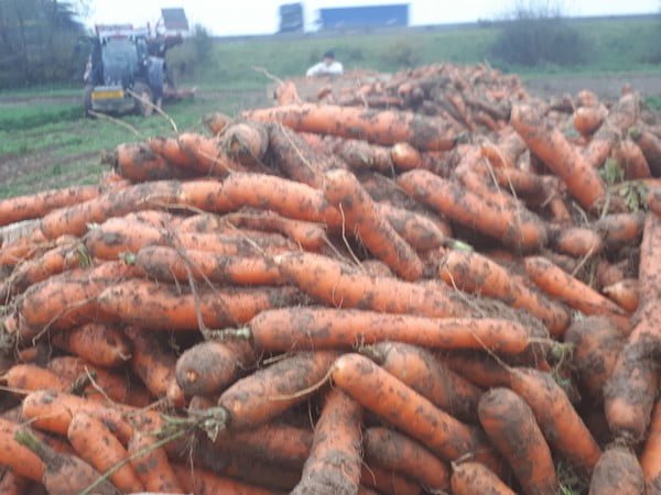 Українські фермери відчувають труднощі зі збутом моркви: морква дешевшає