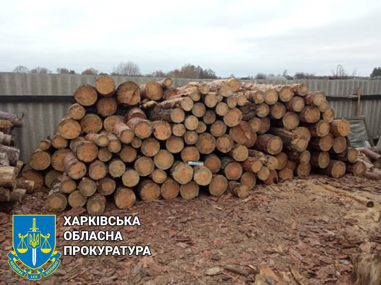 120 тисяч гривень за вирубку сосни: на Харківщині затримано лісоруба