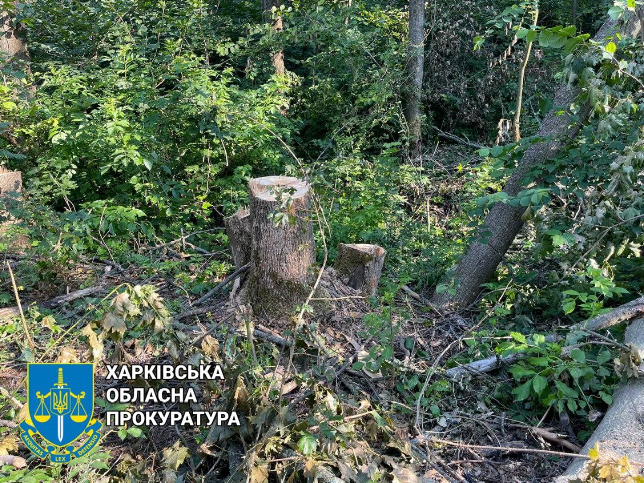 Селянин нарубав дерев на 120 тис. грн: судитимуть чорного лісоруба
