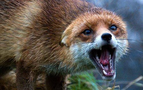 На Харківщині скажена лисиця покусала жінку на власному городі