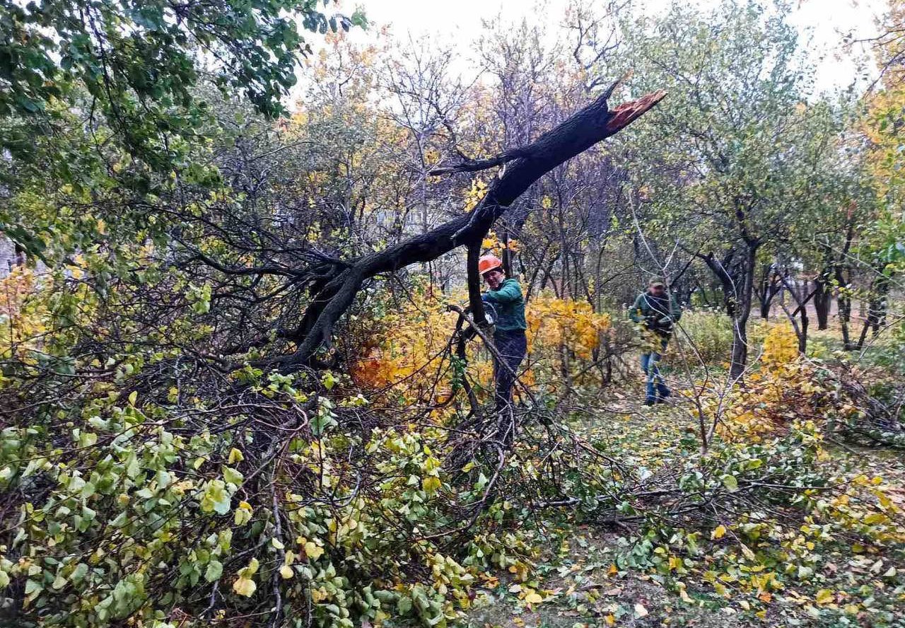 Майже 200 дерев повалив вітер: наслідки негоди у Харкові