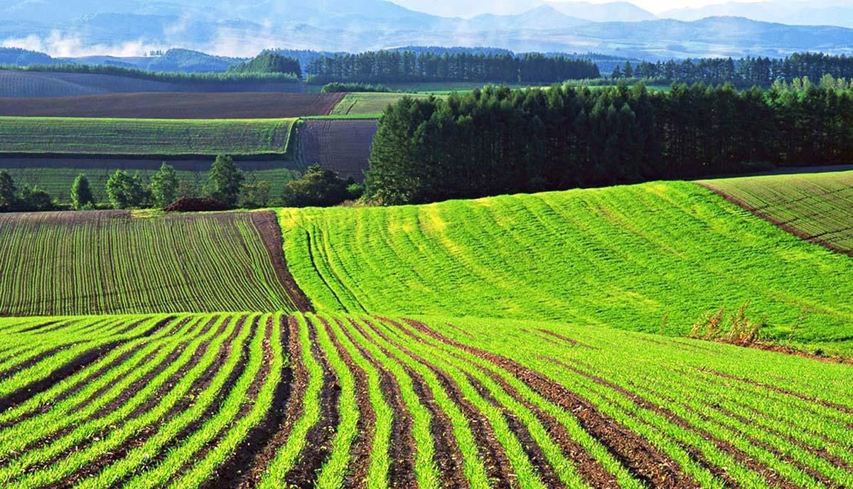 «Прихована оренда»: прокуратура вимагає від фермера повернути державі землі на Харківщині площею майже 565 га