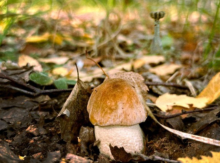 Сезон грибів в Україні: попередження ДСНС про небезпечні ліси