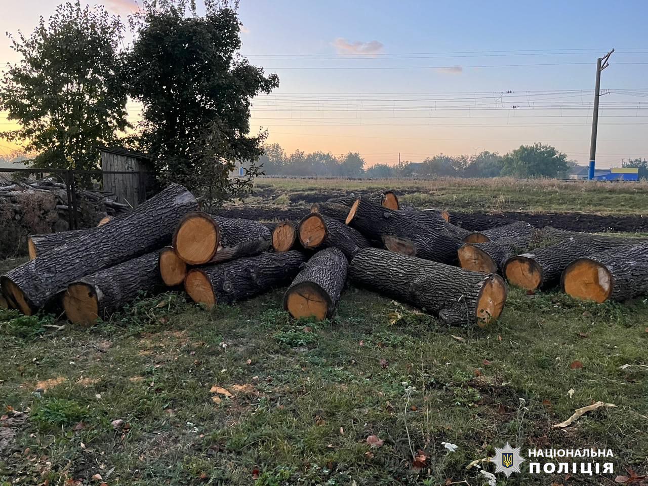 Вирубали дерев на мільйон: на Харківщині поліцейські викрили групу «чорних лісорубів»