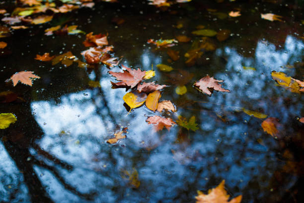 Дощ, місцями гроза: погода на Харківщині 1 листопада