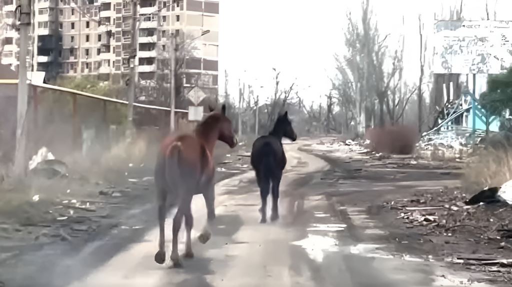 Зі зруйнованої Авдіївки харківські волонтери з поліцейськими врятували двох коней