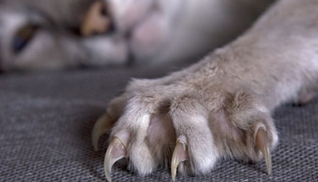 У Харкові чоловік прихистив вуличного кота: тварина покусала власника та померла