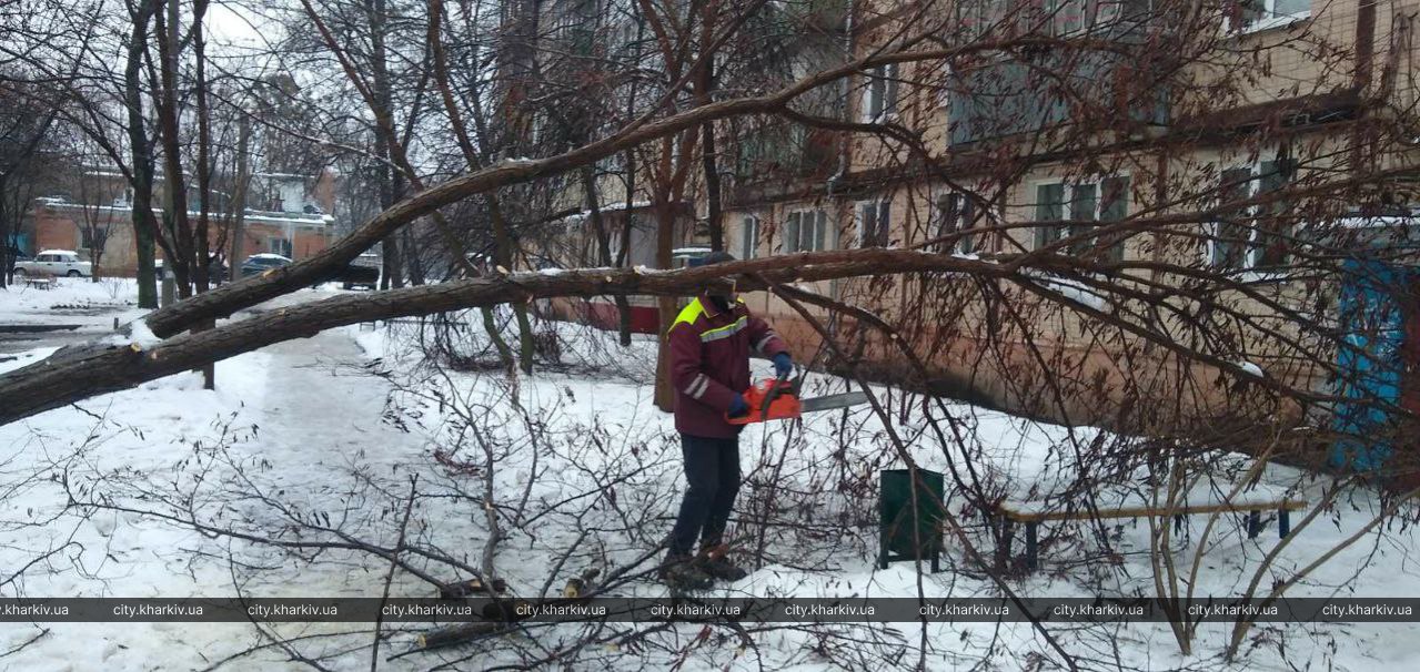 Через сильний вітер 14 грудня у Харкові впало 31 дерево та 175 великих гілок