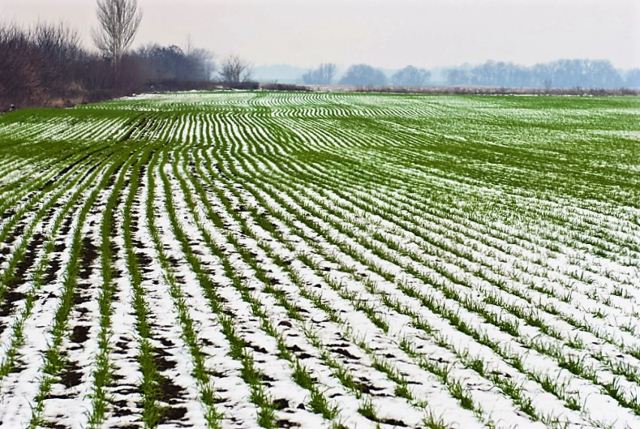 На Харківщині завершили посів озимини та  засіяли майже 240 тисяч гектарів