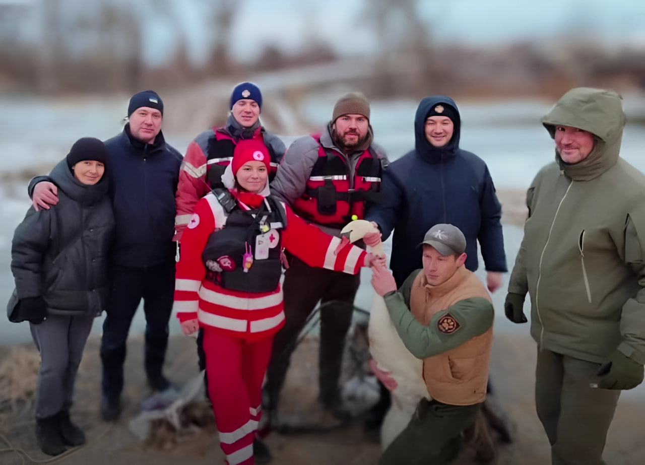 На Харківщині у прифронтовому Куп’янську врятували пораненого лебедя