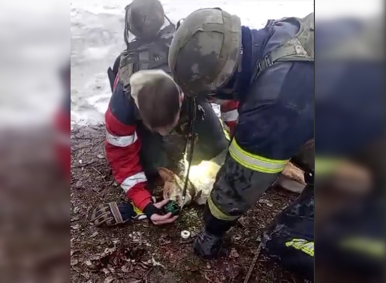 На Харківщині ДСНСники врятували на пожежі собаку