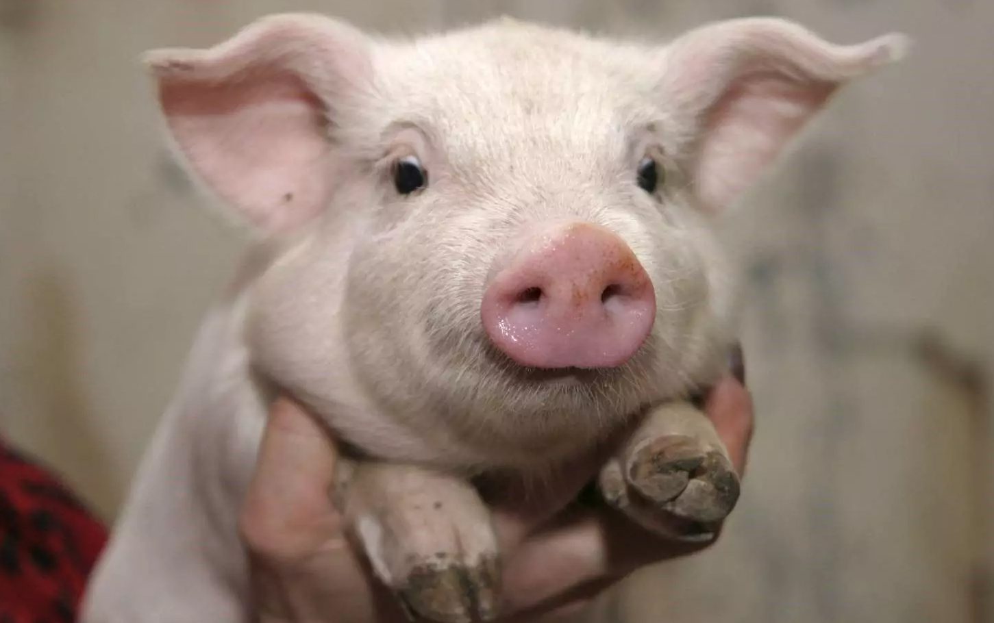 На Харківщині виявили вірус африканської чуми свиней