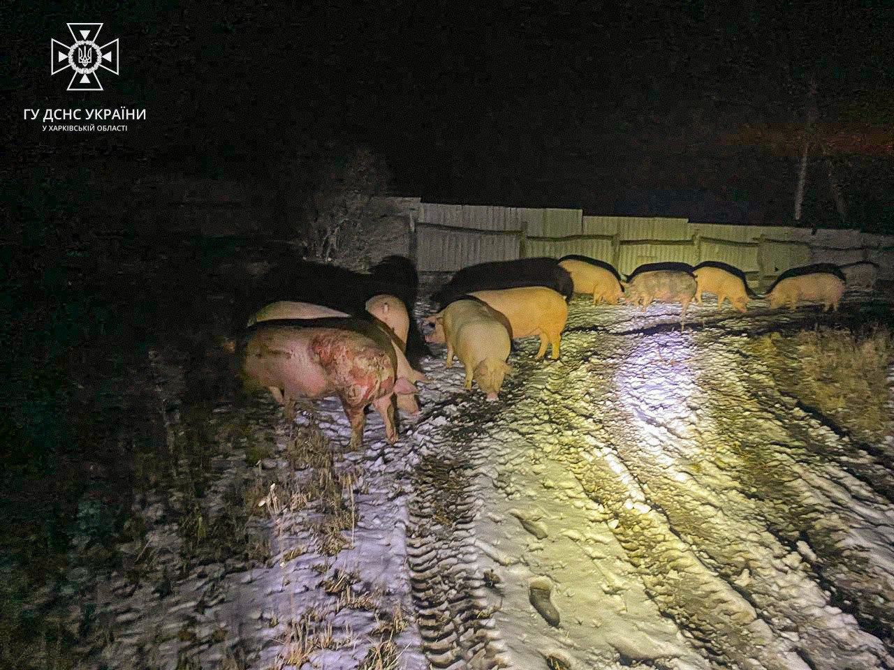 На Харківщині внаслідок обстрілу свиноферми загинули понад два десятки тварин