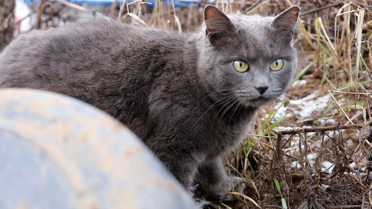 На Харківщині бійці НГУ подолали нашестя гризунів за допомогою четвірки котів
