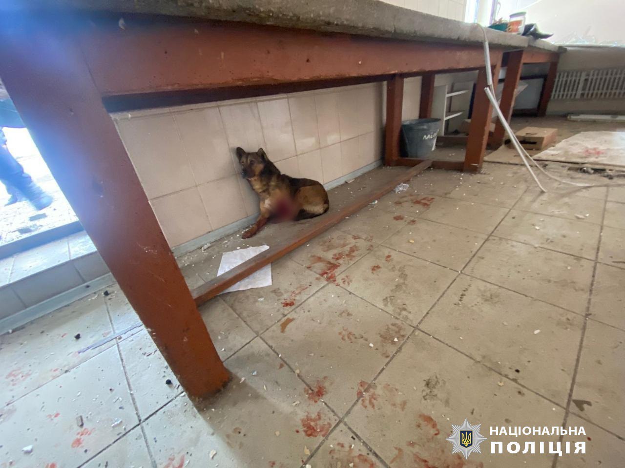 Поліцейські та волонтери Харківщини врятували пораненого під час обстрілу собаку