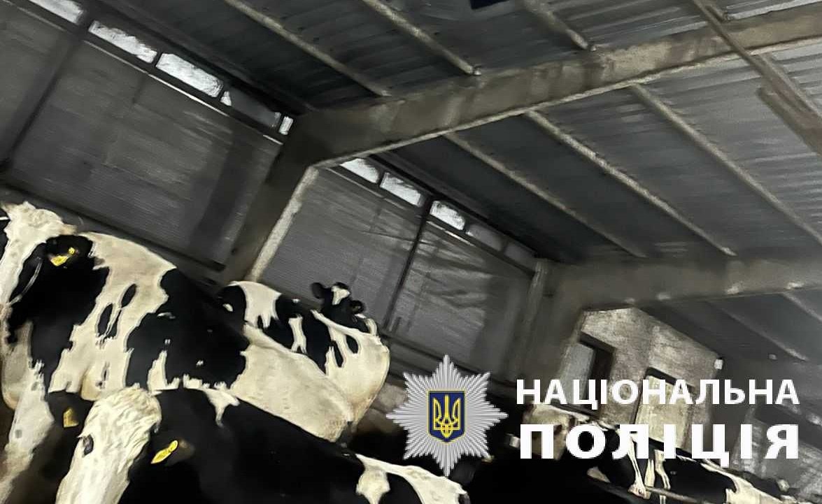 Поліція показала фото з ферми на Харківщині, де під час обстрілу загинули 15 корів