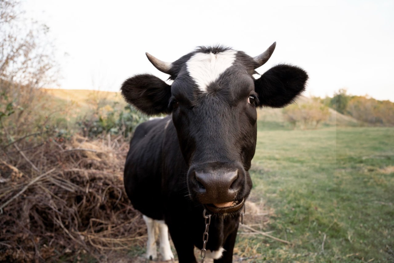На Кегичівщині введено карантинні обмеження: корова захворіла на сказ