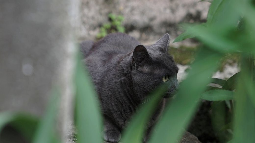 На Харківщині домашній кіт покусав хазяїна та помер